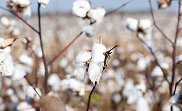 シャツ生地の選び方（色・柄）